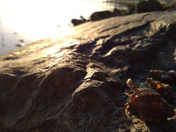 Close-up of stones on beach