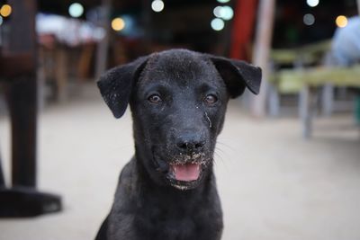 Close-up portrait of black dog