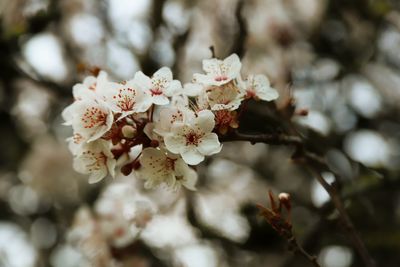 Close-up of white cherry blossom tree