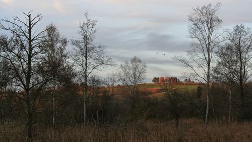 Trees against sky during sunset