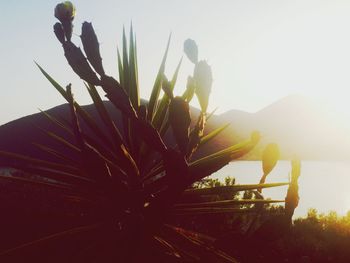 Close-up of plant against sky