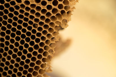 Close-up of bee on water