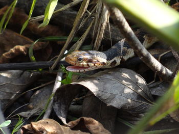 Close-up of frog on land