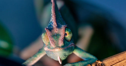 Close-up of a lizard