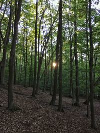 Trees in forest