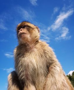 Low angle view of monkey looking away against blue sky