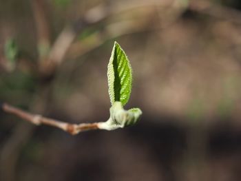 Close-up of plant
