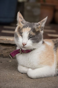 Close-up of cat resting on footpath