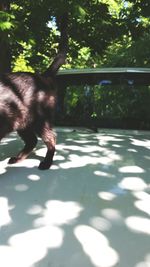 Dog on shadow of tree