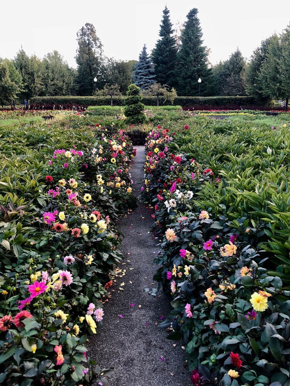 PINK FLOWERING PLANTS AND TREES IN PARK