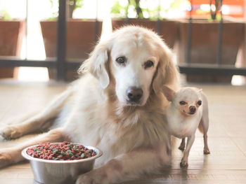 Portrait of dog and puppy by food on floor