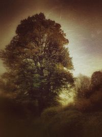 Trees in forest against sky