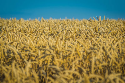 Close-up of wheat field against clear sky