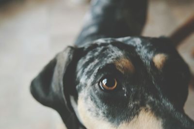 Close-up portrait of dog