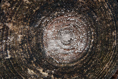 Full frame shot of tree trunk