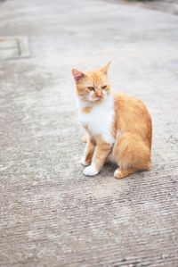 Portrait of cat sitting on floor