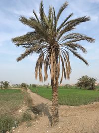 Palm trees on field against sky