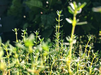 Thyme growing towards the sunlight