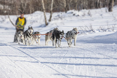 Traditional kamchatka dog sledge race elizovsky sprint on kamchatka