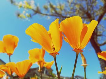 Low angle view of yellow flowering plants against sky