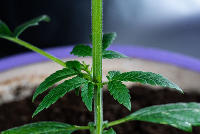 Close-up of potted plant