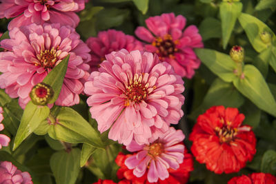 Close-up of pink flowering plants