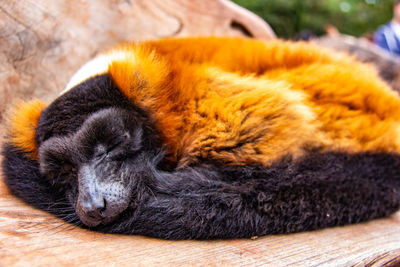 Close-up of dog sleeping