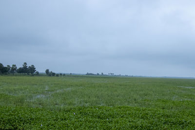 Scenic view of field against sky