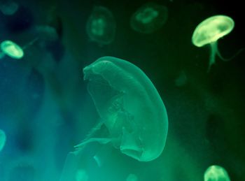 Jellyfish swimming in sea