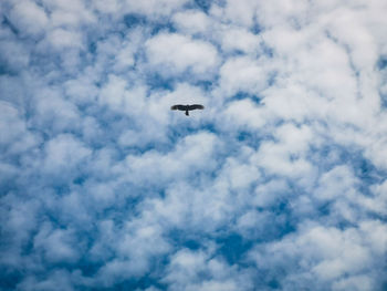 Low angle view of bird flying in sky