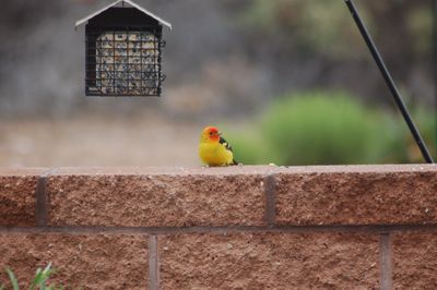 Bird perching on a wall