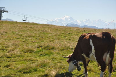 Cow grazing on field against sky