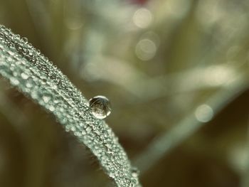 Close-up of raindrops on leaf