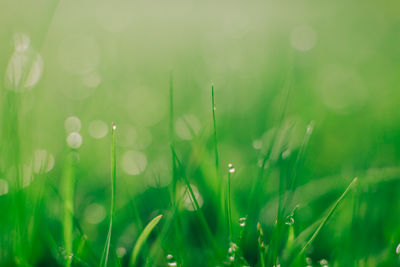 Close-up of wet grass on field