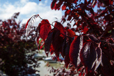 Close-up of autumn leaves on tree