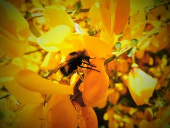 Close-up of bee pollinating on yellow flower