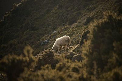 View of an animal on land