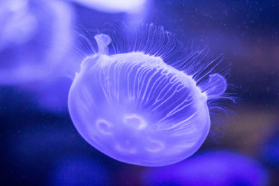 Close-up of jellyfish swimming in sea