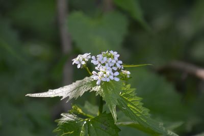 Close-up of flowers blooming outdoors