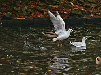 Bird flying over water