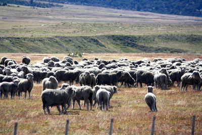 Sheep grazing on grassy field