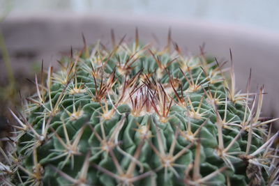 Close-up of barrel cactus