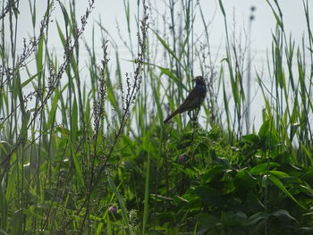 View of bird perching on grass