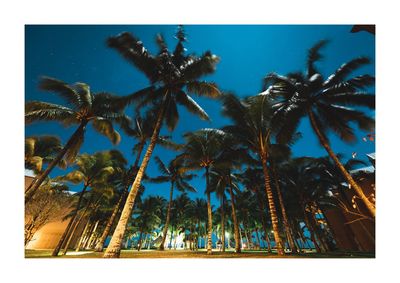 Low angle view of coconut palm trees against blue sky