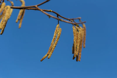 Low angle view of flower hanging against clear blue sky