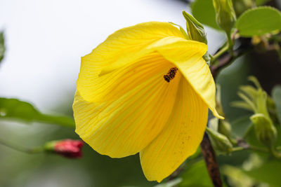 Close-up of yellow flowering plant