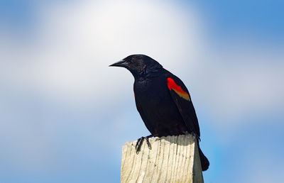 Close-up of bird perching on wooden post