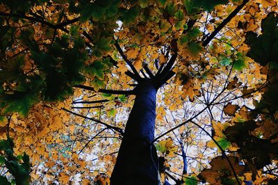 Low angle view of tree against sky