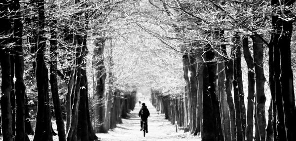 Rear view of woman walking along trees
