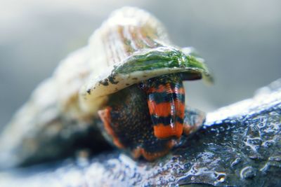 Close-up of turtle